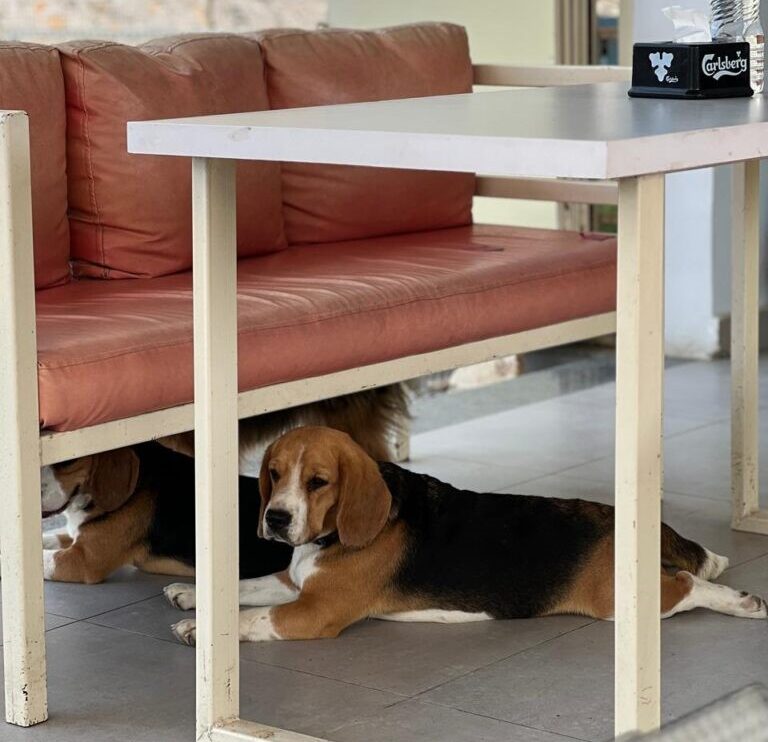 The Science of Happiness